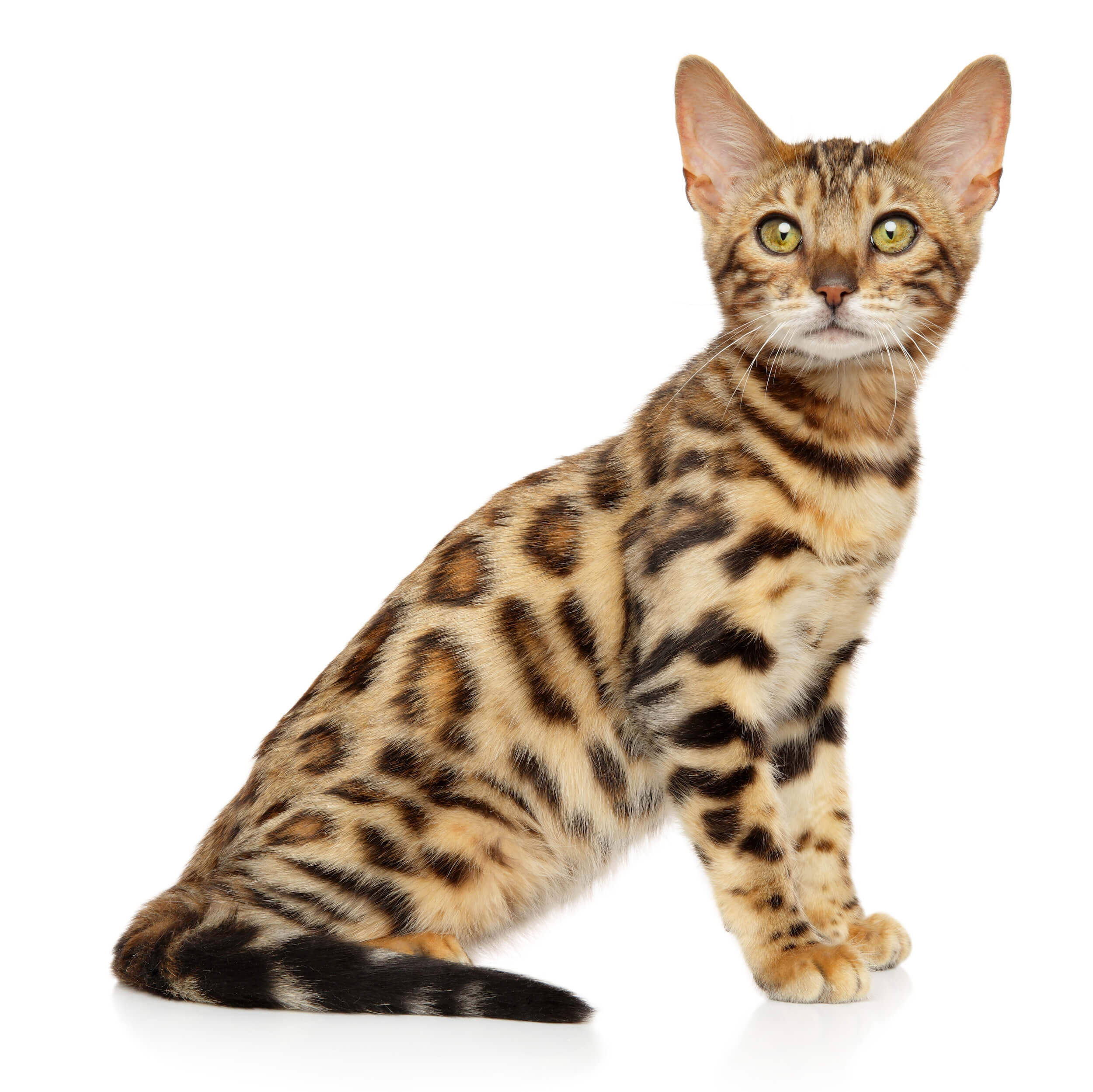 Bengal Cat Breed Information, Bengal Cat Characteristics, Grooming,  Temperament Breed Information & Insights