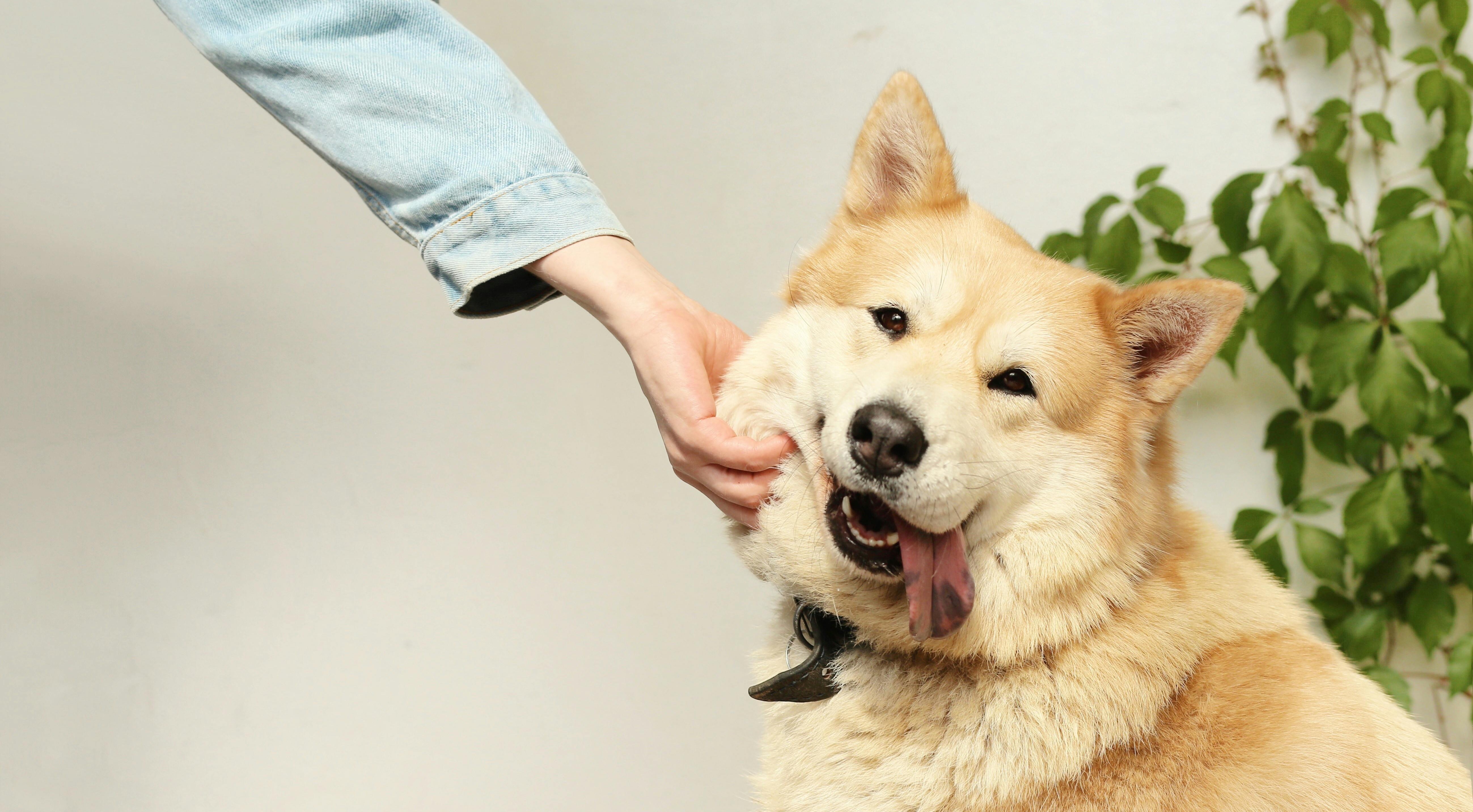 Ultimate A-Z Guide to Boy Dog Names