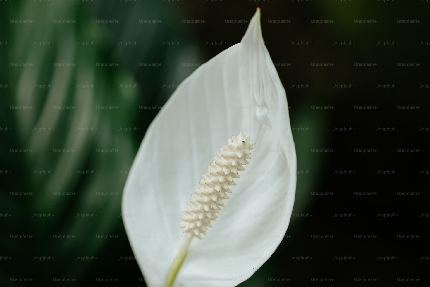 Are peace lilies 2024 toxic to cats