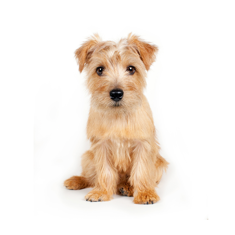 Trumpington terrier sales