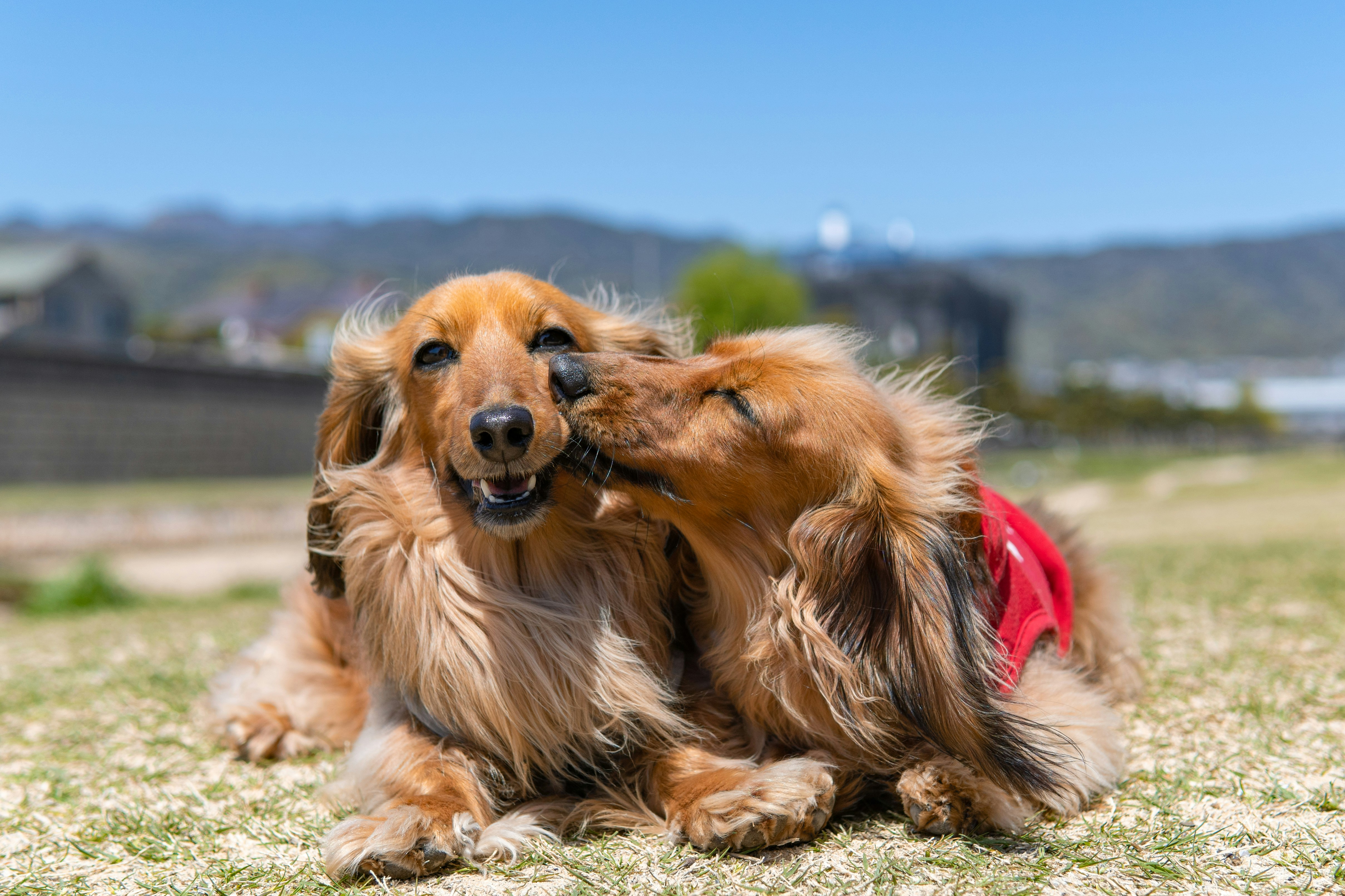 Best Time to Breed Your Dog