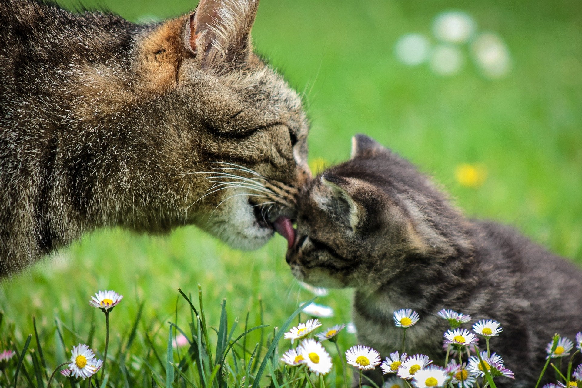 Female Cat Lovers Happy Meowmy s Day BASEPAWS female-cat-lovers-happy-meowmy-s-day-basepaws