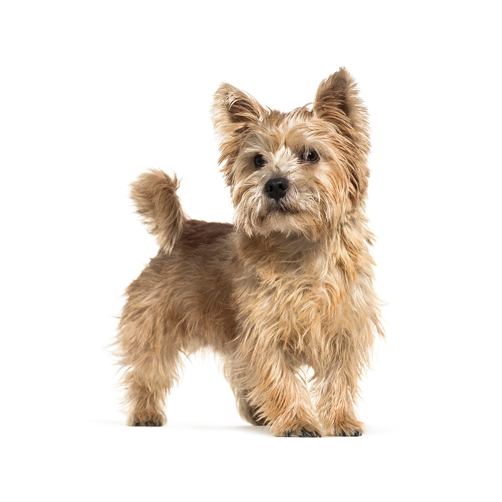 Norwich Terrier Breed Information & Insights