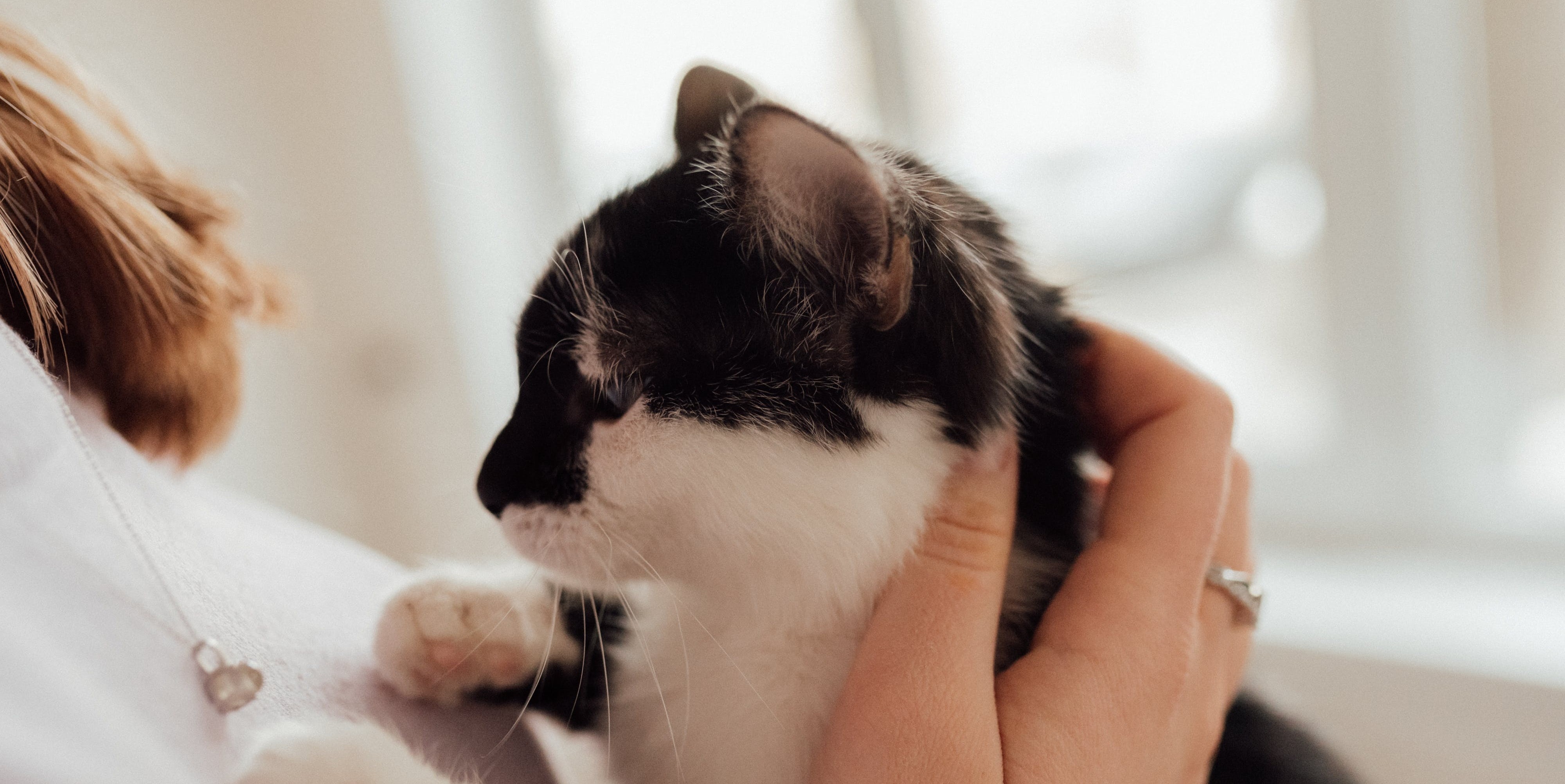 Can Cats Sense Death? The Phenomenon of Cat Intuition