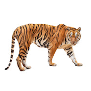 Big Wild Cats Information Big Wild Cats Characteristics Breed 