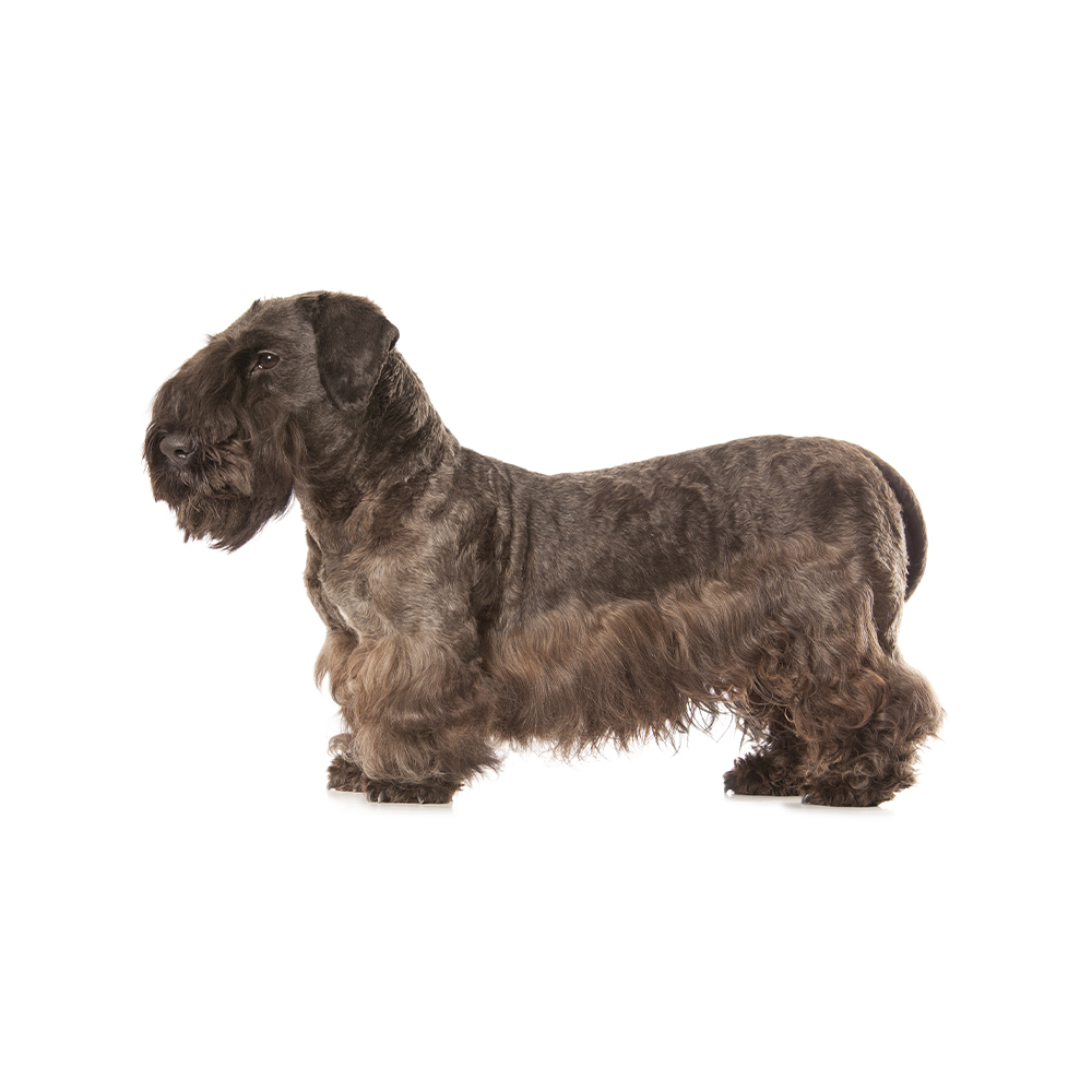 Cesky terrier hot sale temperament