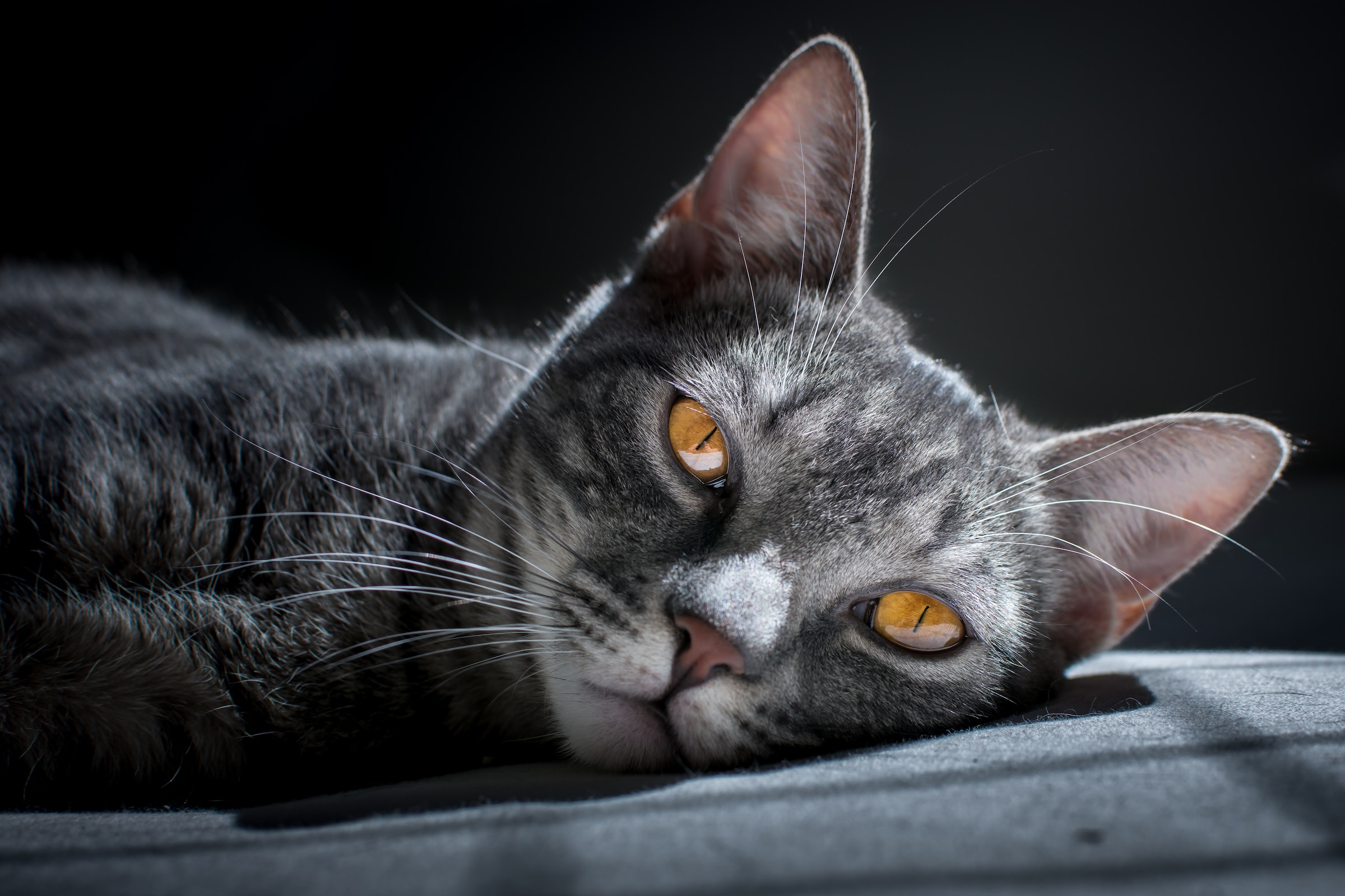 Can Cats Protect You While You Sleep?