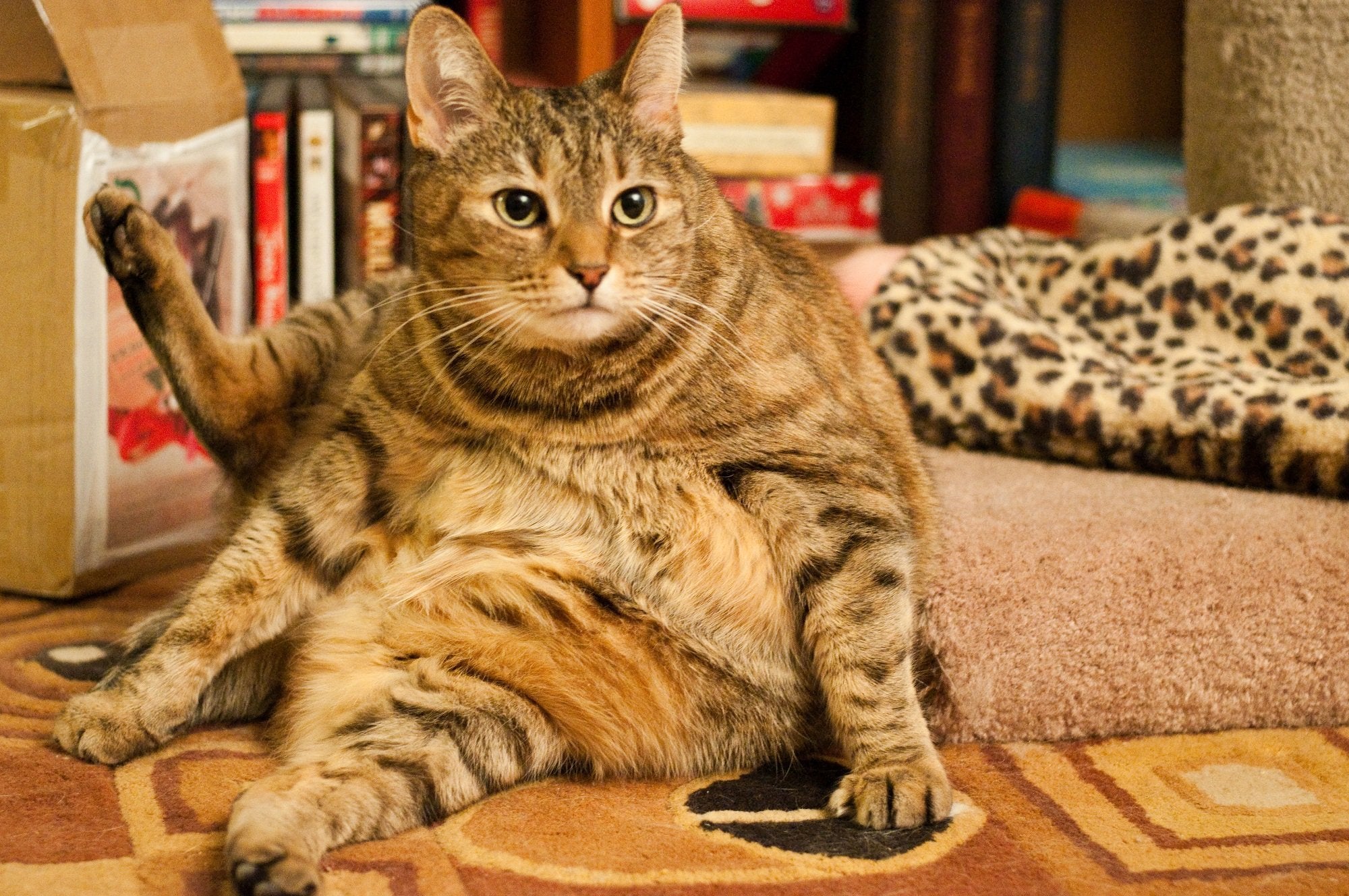 Fat american hot sale shorthair cat