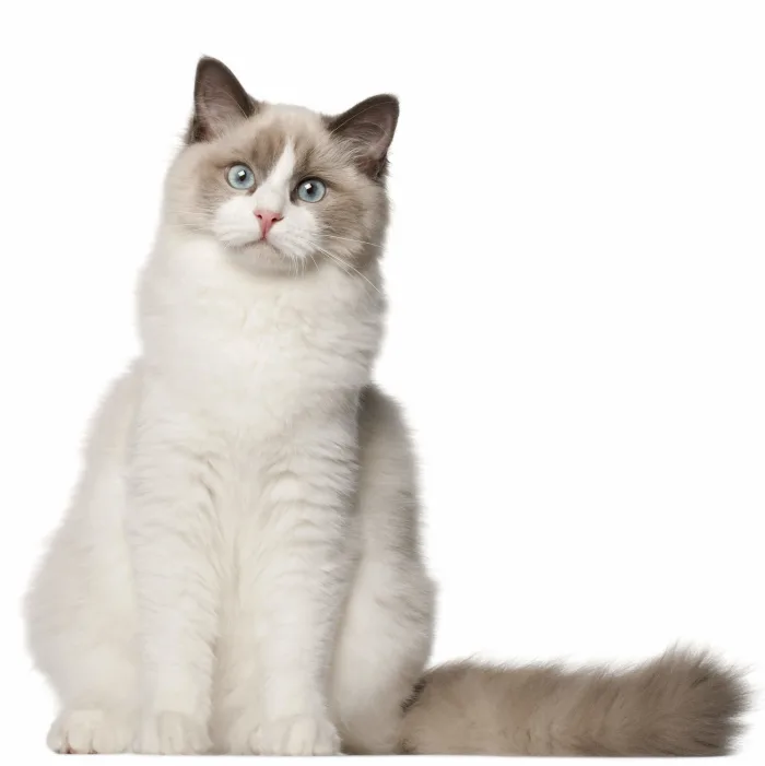 Ragdoll Cat Breed Information, Ragdoll Cat Characteristics, Grooming,  Temperament Breed Information & Insights