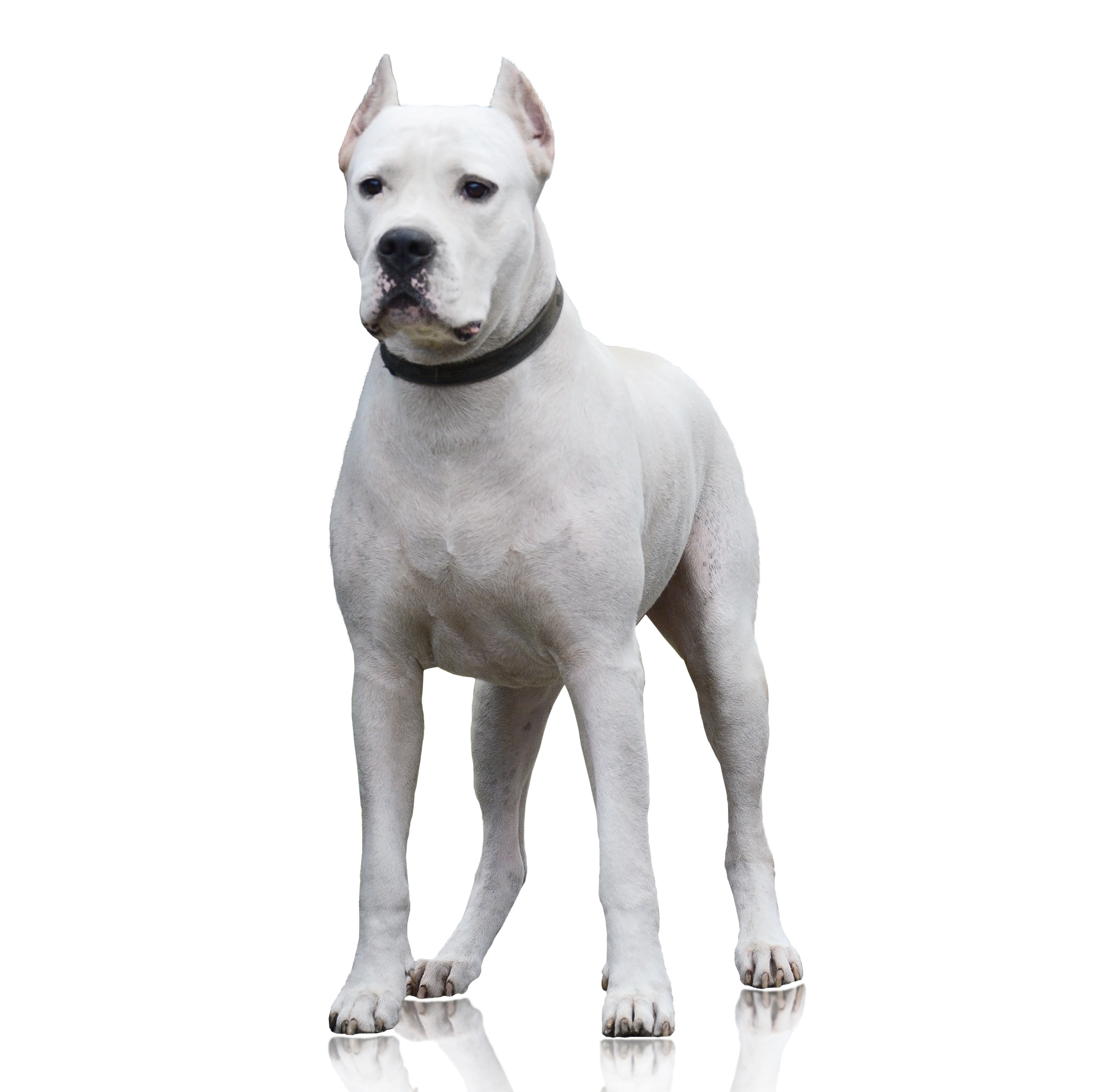 Dogo Argentino Breed Information & Insights