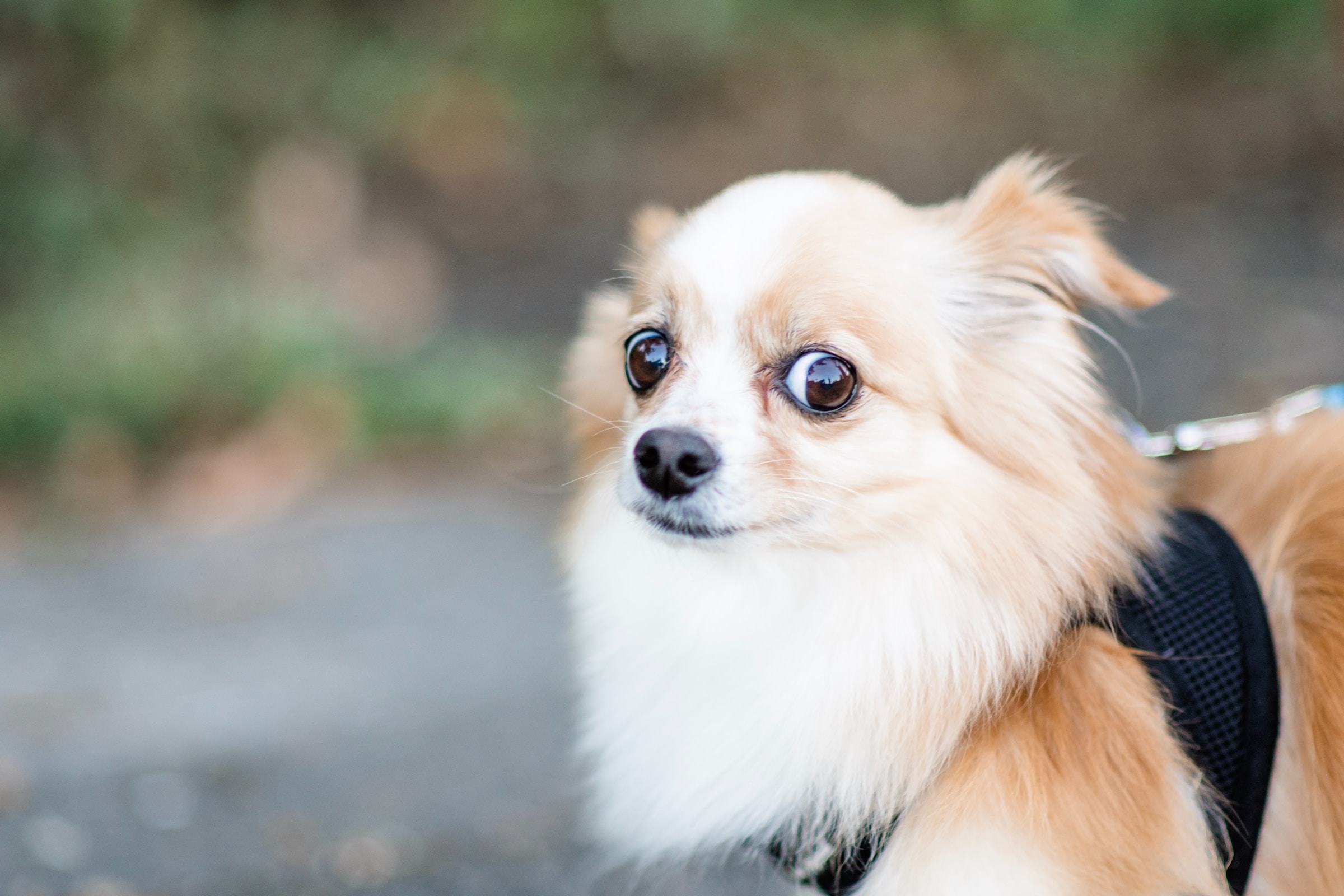 40 Best Small Dog Breeds to Take Home to Your Family