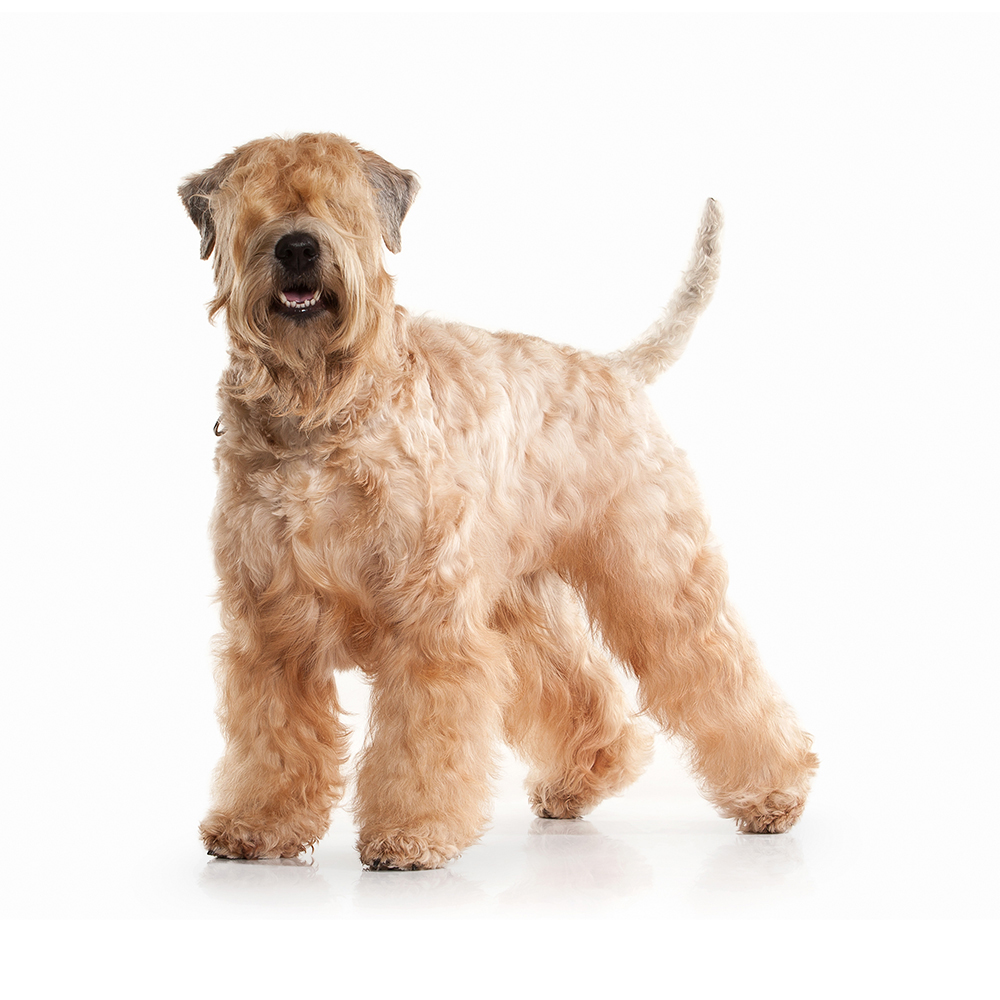 Irish soft coated shop wheaten terrier kennel