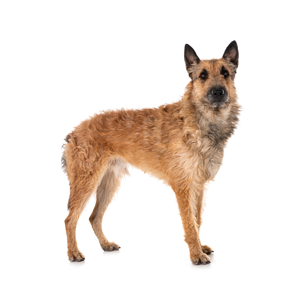 Cão Fila de São Miguel Dog Breed Information, Pictures, Characteristics &  Facts