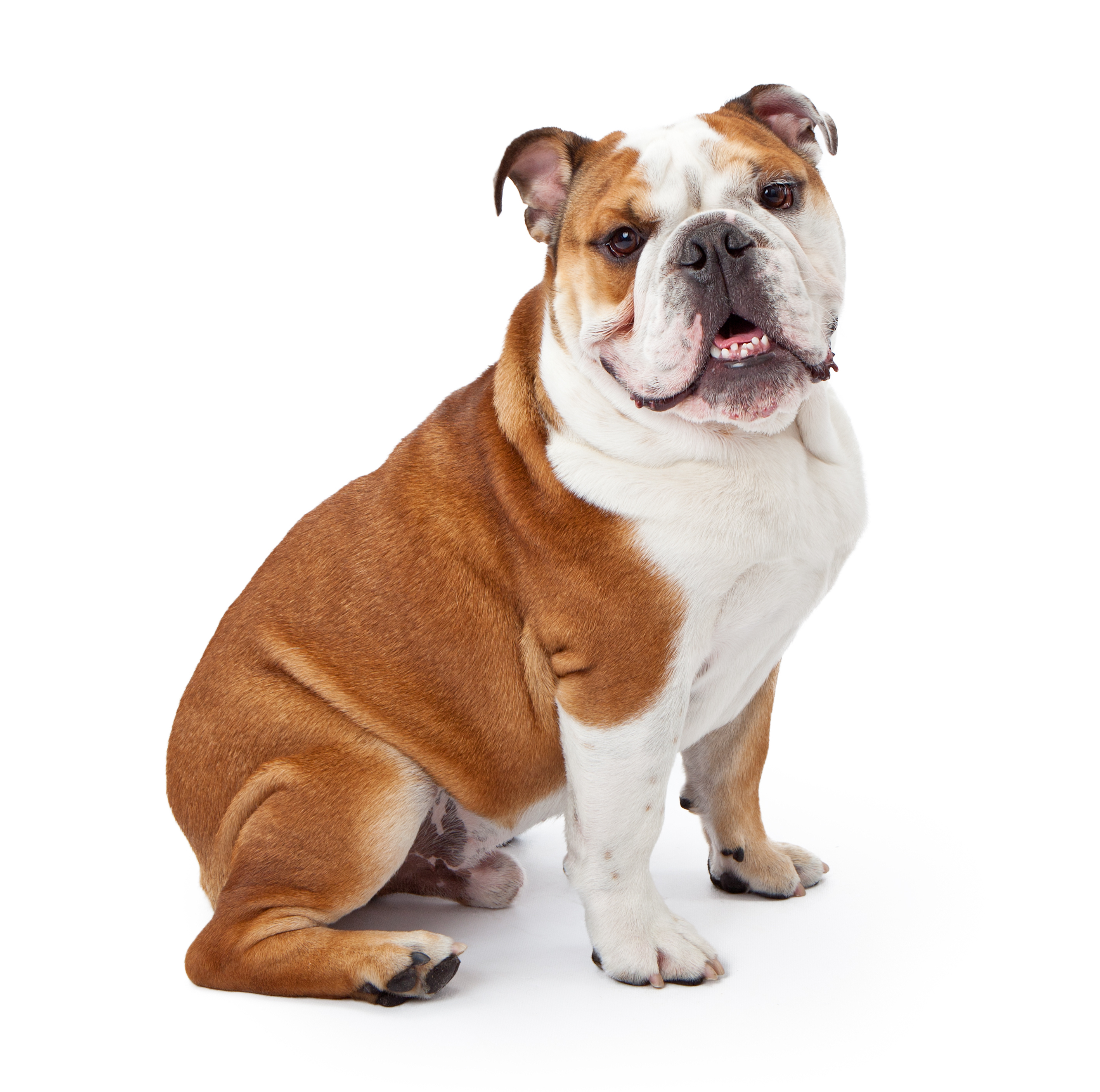 English Bulldog- History, Facts, And Personality Traits