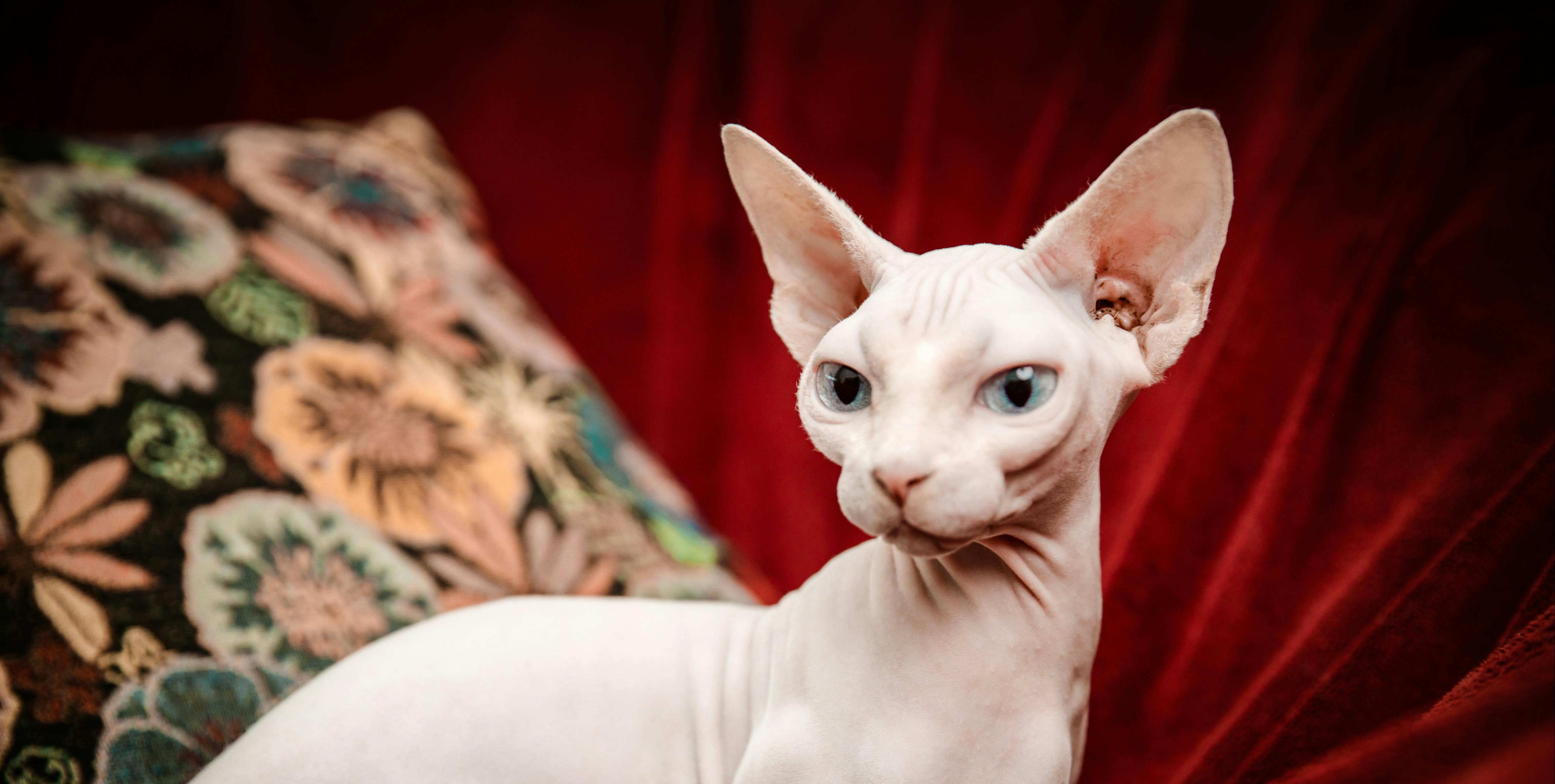 Top Care Tips for Your Sphynx Cat