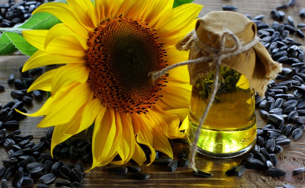 Are Sunflowers Safe for Cats What You Need to Know About This