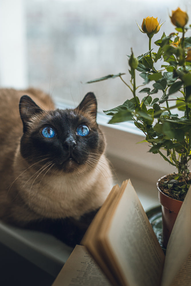 Are Siamese Cats Hypoallergenic The Truth Revealed