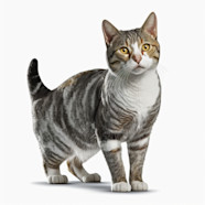 American Wirehair Cat Breed Information American Wirehair American Wirehair Cat Breed Information American Wirehair