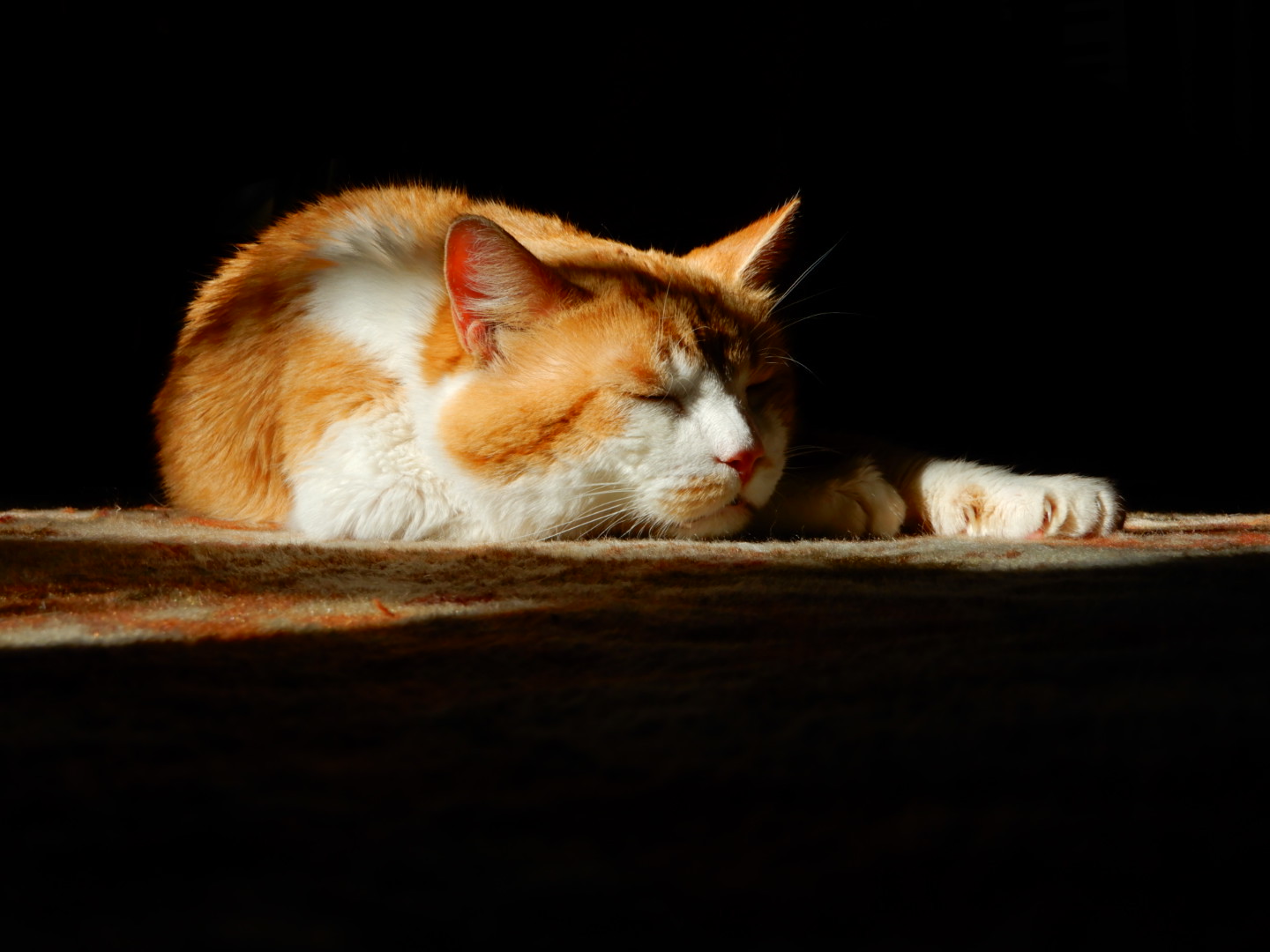 Human melatonin 2025 for cats