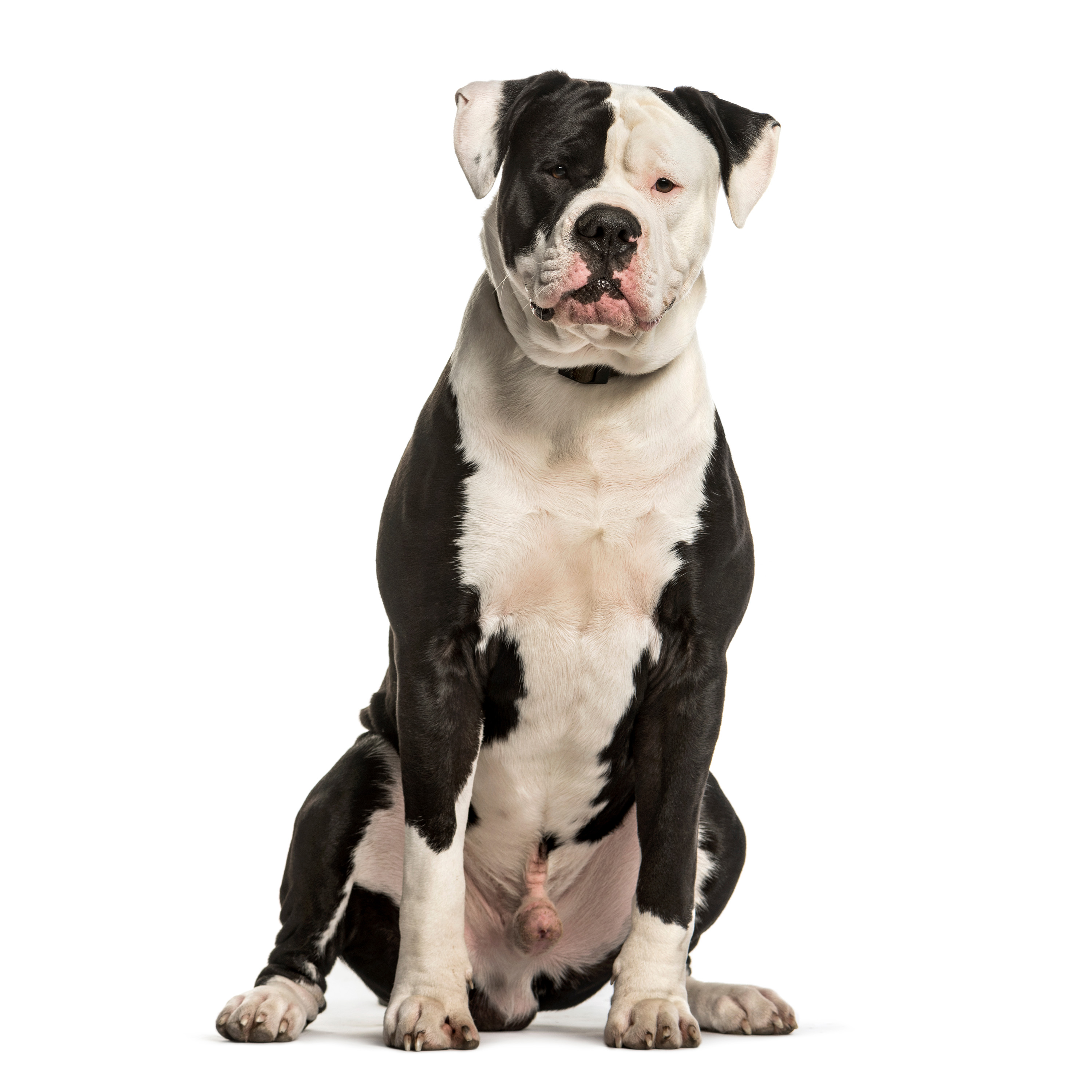 American Bulldog Breed Information & Insights