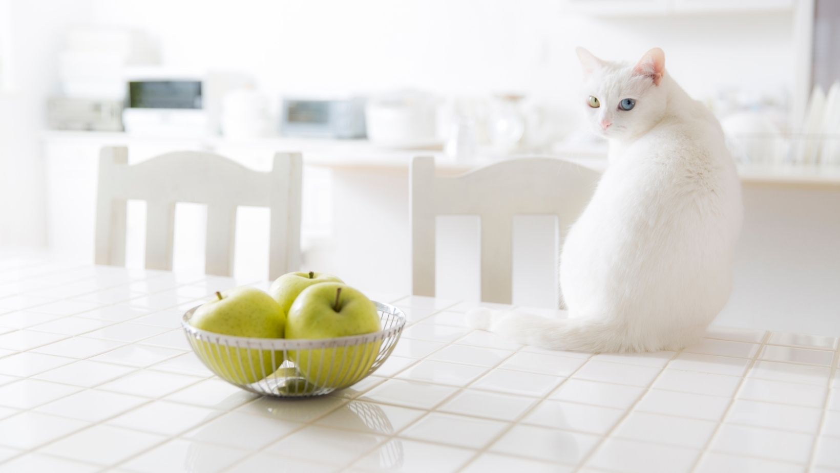 How to train a kitten not to jump outlet on counters