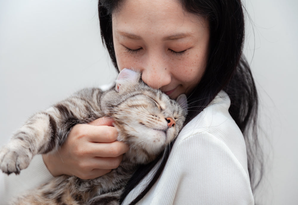 Top 10 Most Affectionate Cat Breeds