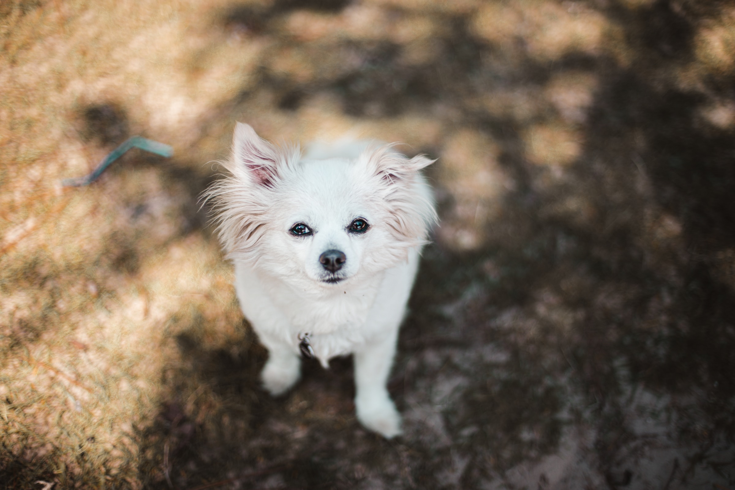 Top 10 best small dog clearance breeds