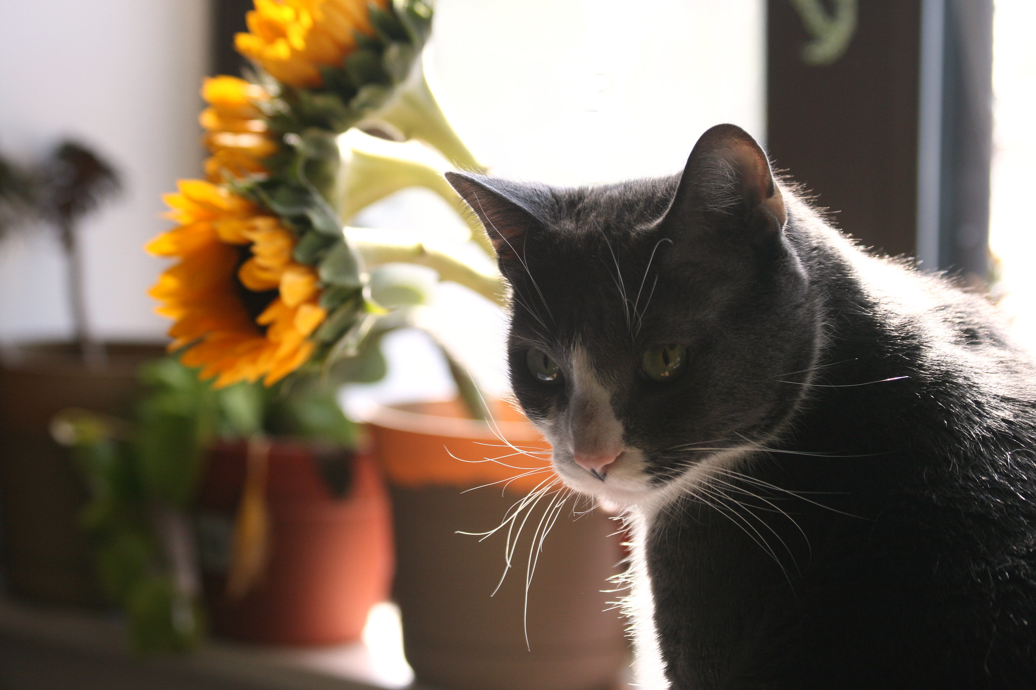 Are Sunflowers Safe for Cats What You Need to Know About This