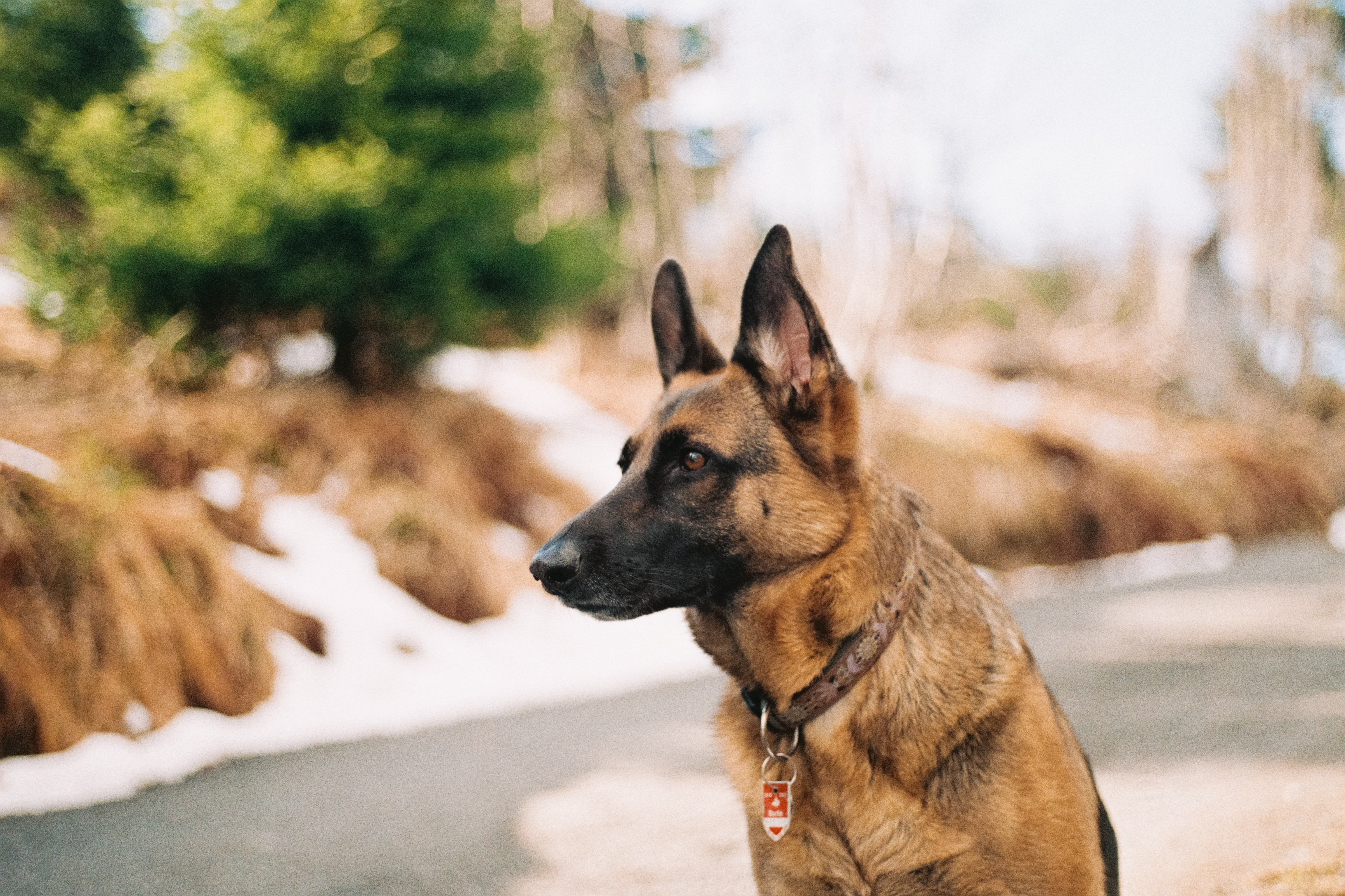 Low energy best sale guard dogs