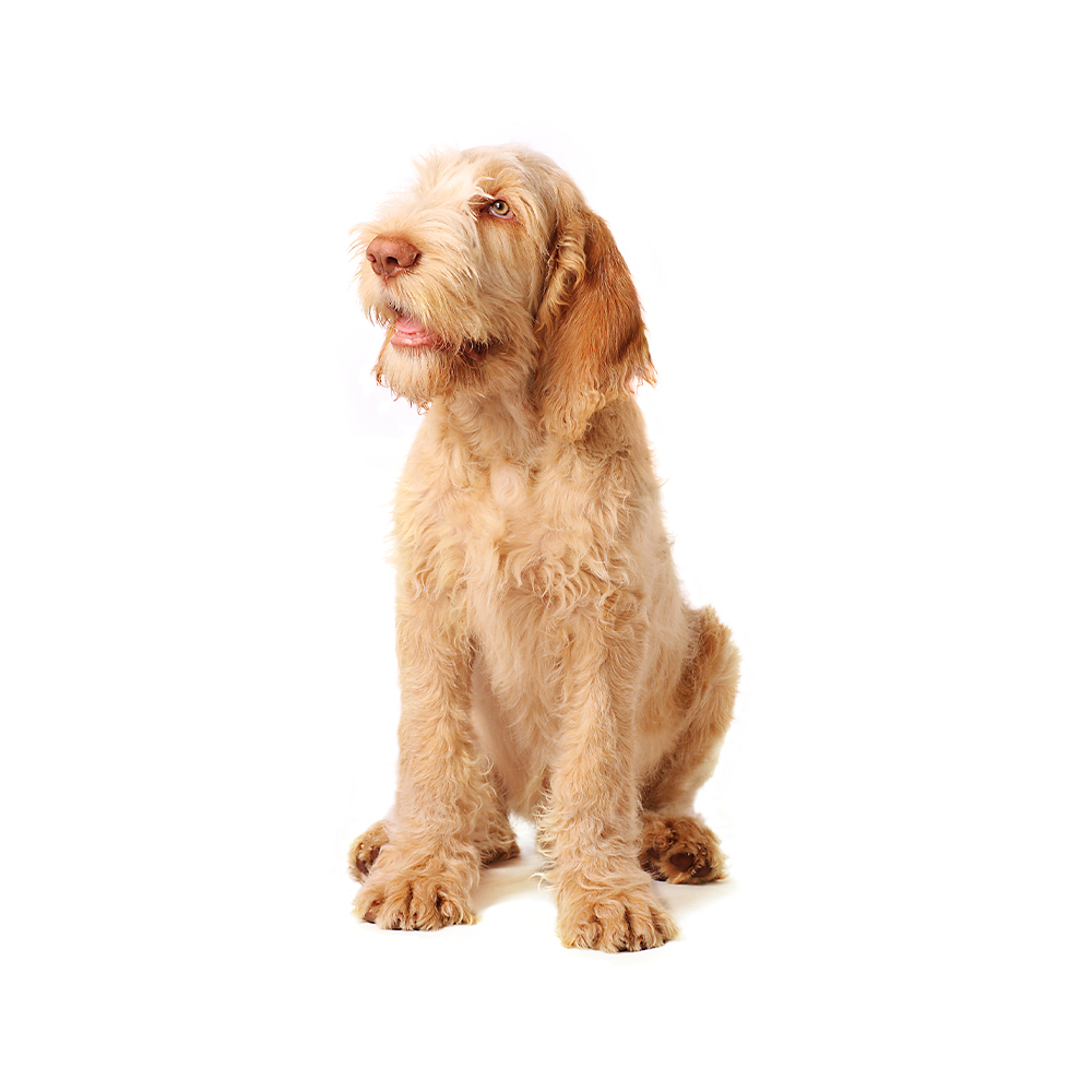 Spinone breed hot sale