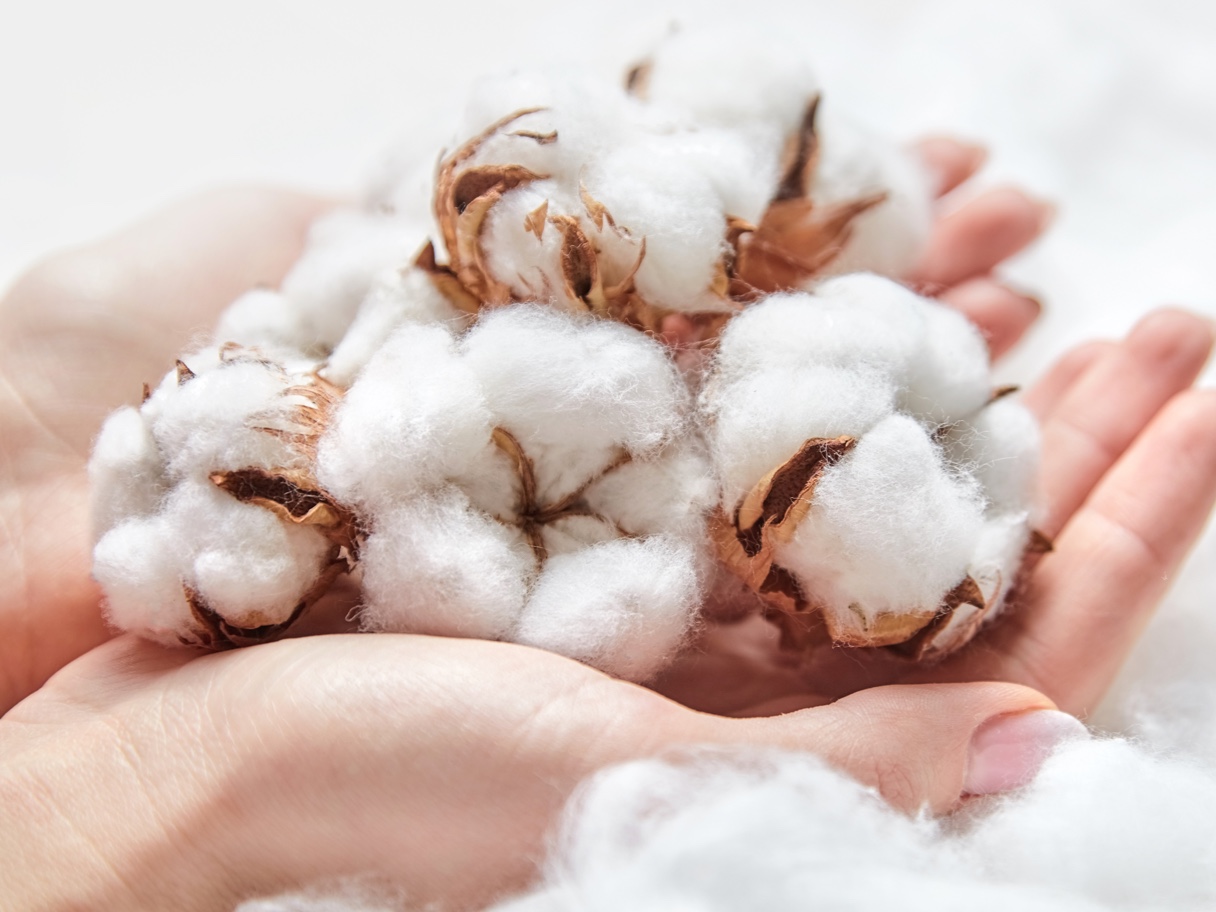 Hände halten weiße, fluffige Baumwollblüten, Nahaufnahme.