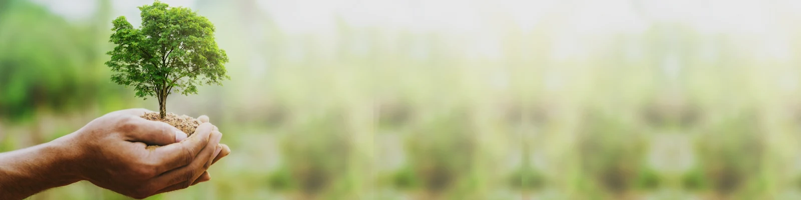 Hände halten einen kleinen Baum mit Erde, Symbol für Nachhaltigkeit und Umweltschutz, unscharfer Hintergrund mit grüner Natur. Hände halten einen kleinen Baum mit Erde, Symbol für Nachhaltigkeit und Umweltschutz, unscharfer Hintergrund mit grüner Natur.