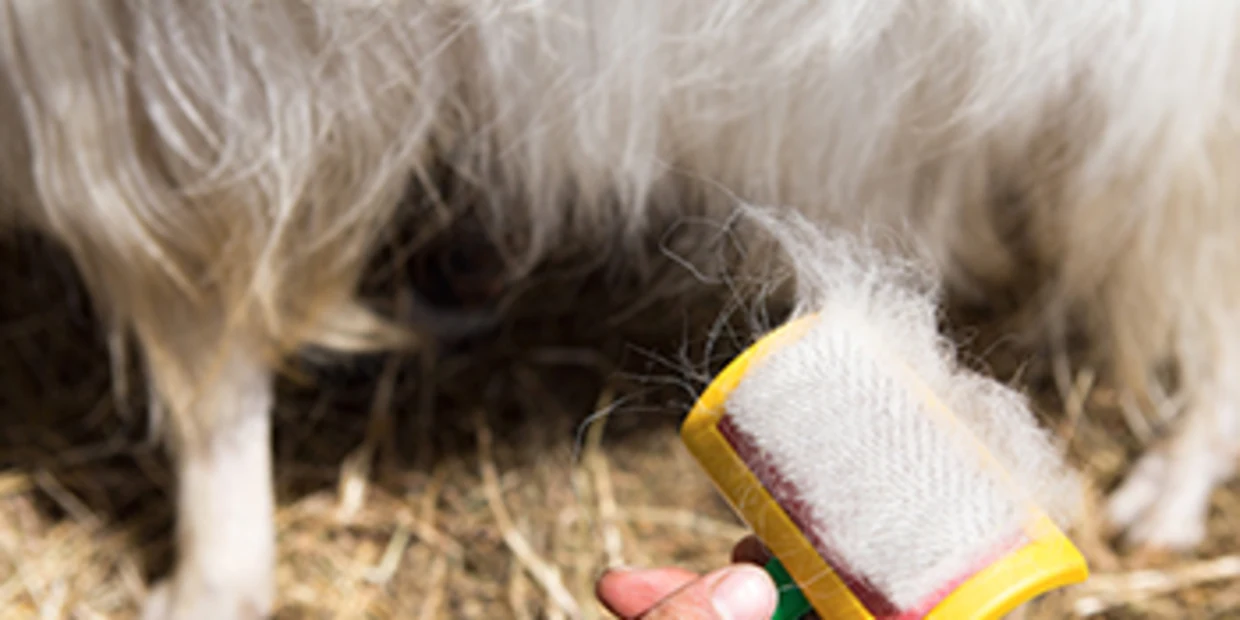 Hand hält eine gelb-rote Tierbürste mit ausgekämmten Fell vor einer langhaarigen Kaschmirziege auf Stroh.