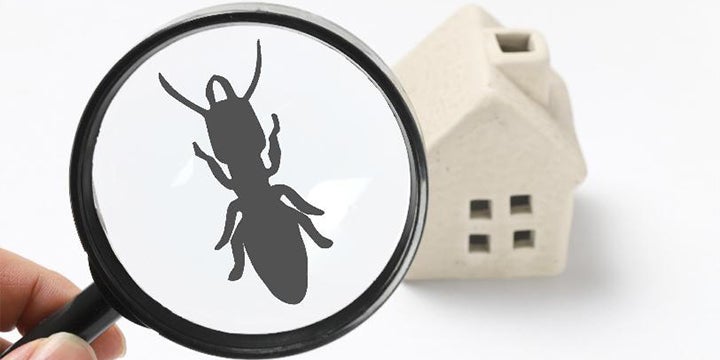 SEO Title | Termite Awareness Week