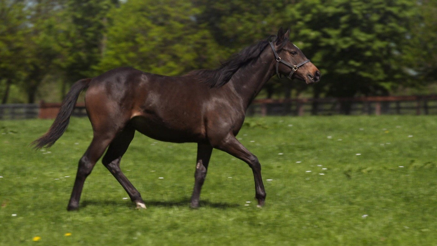 Your chance to name Frankel's foal! | Racing