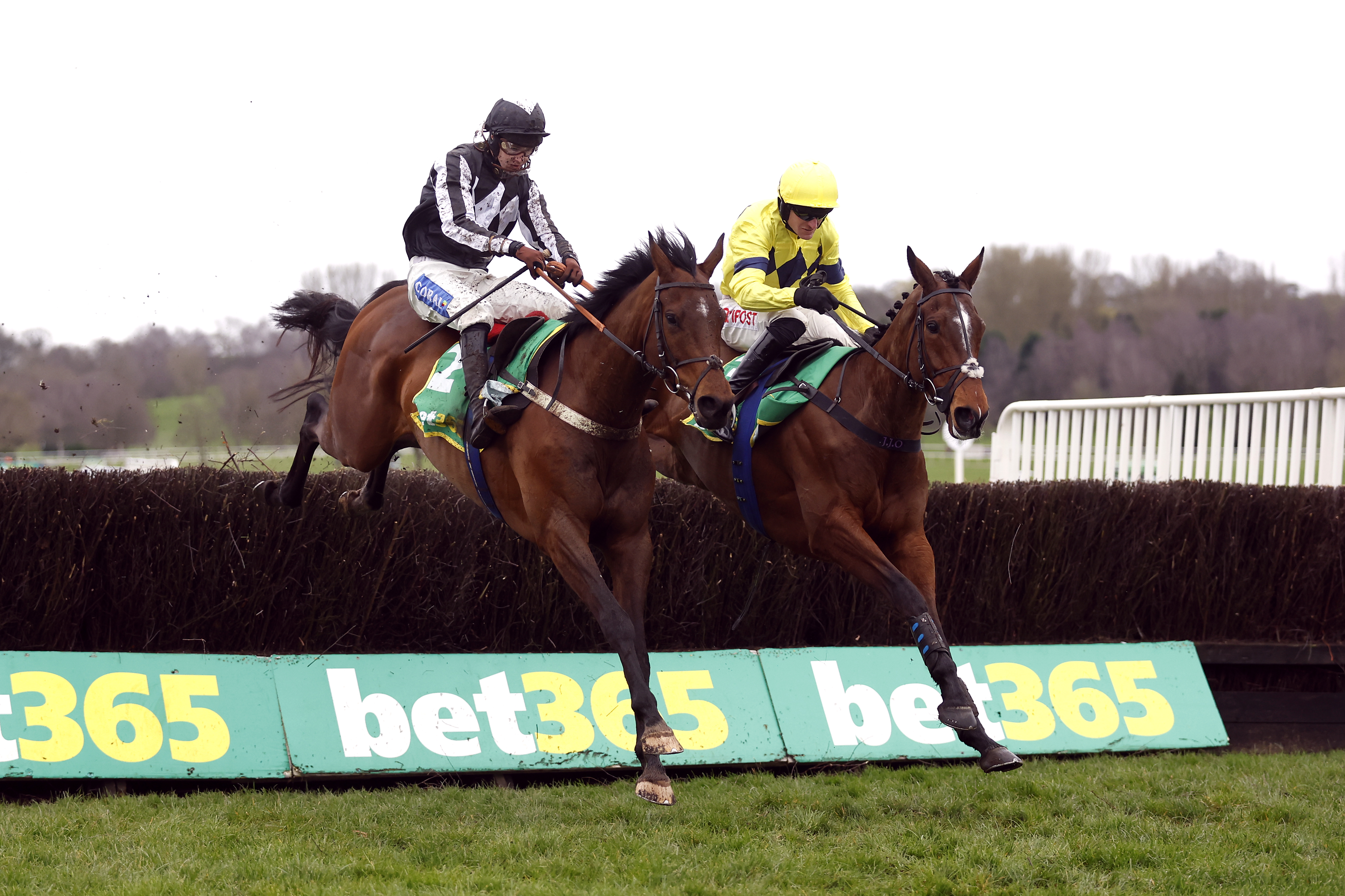Privilege Racing Royale Regal Blue reigns supreme to win bet365 Novices' Handicap Chase | Racing