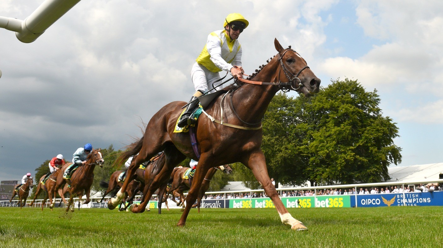 Prolific King's Advice all set for Ebor Racing