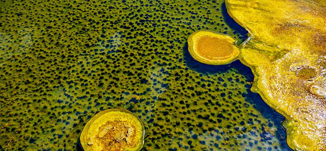 Mustard Algae