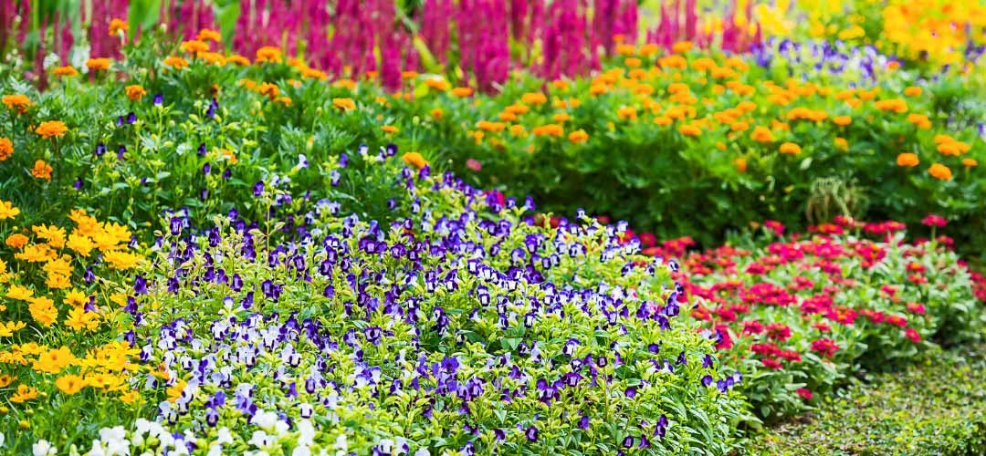 Landscaping Flowers