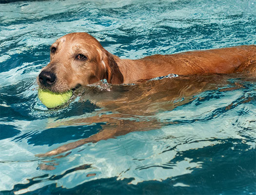 golden-retriever-fetches-tennis-ball