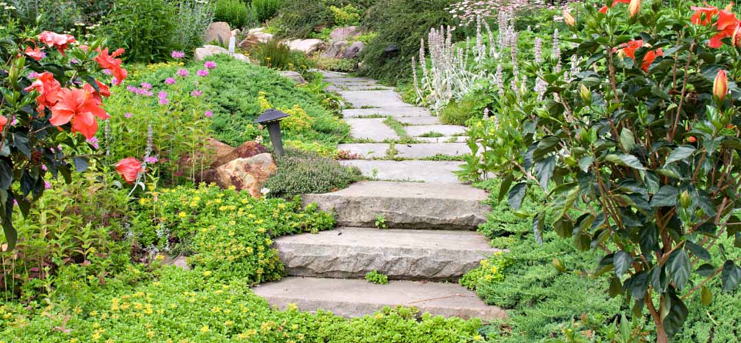 Landscaping Plant Walkway