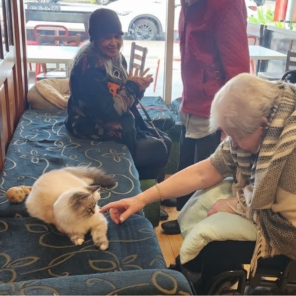 Elderly resident missing their cat gets special moment to spend time with feline friends
