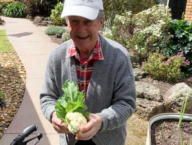 Bupa South Morang resident Mauro hand picks cauliflower from vegetable patch in home