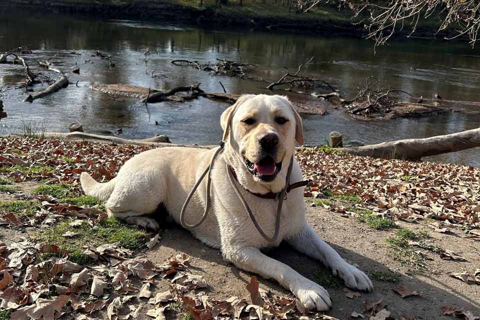 Therapy Dog