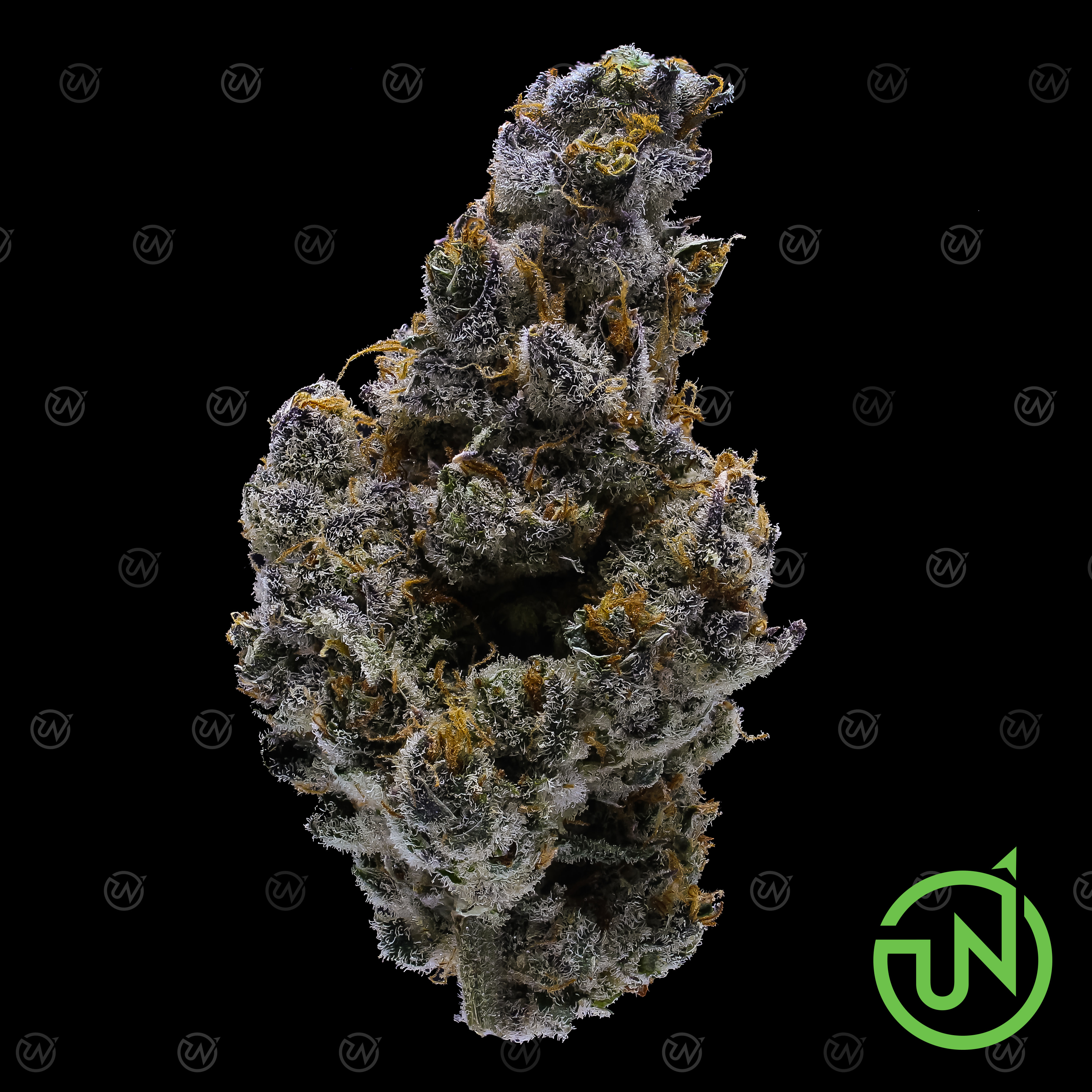Purple Amnesia Cannabis Strain 2-BBG1