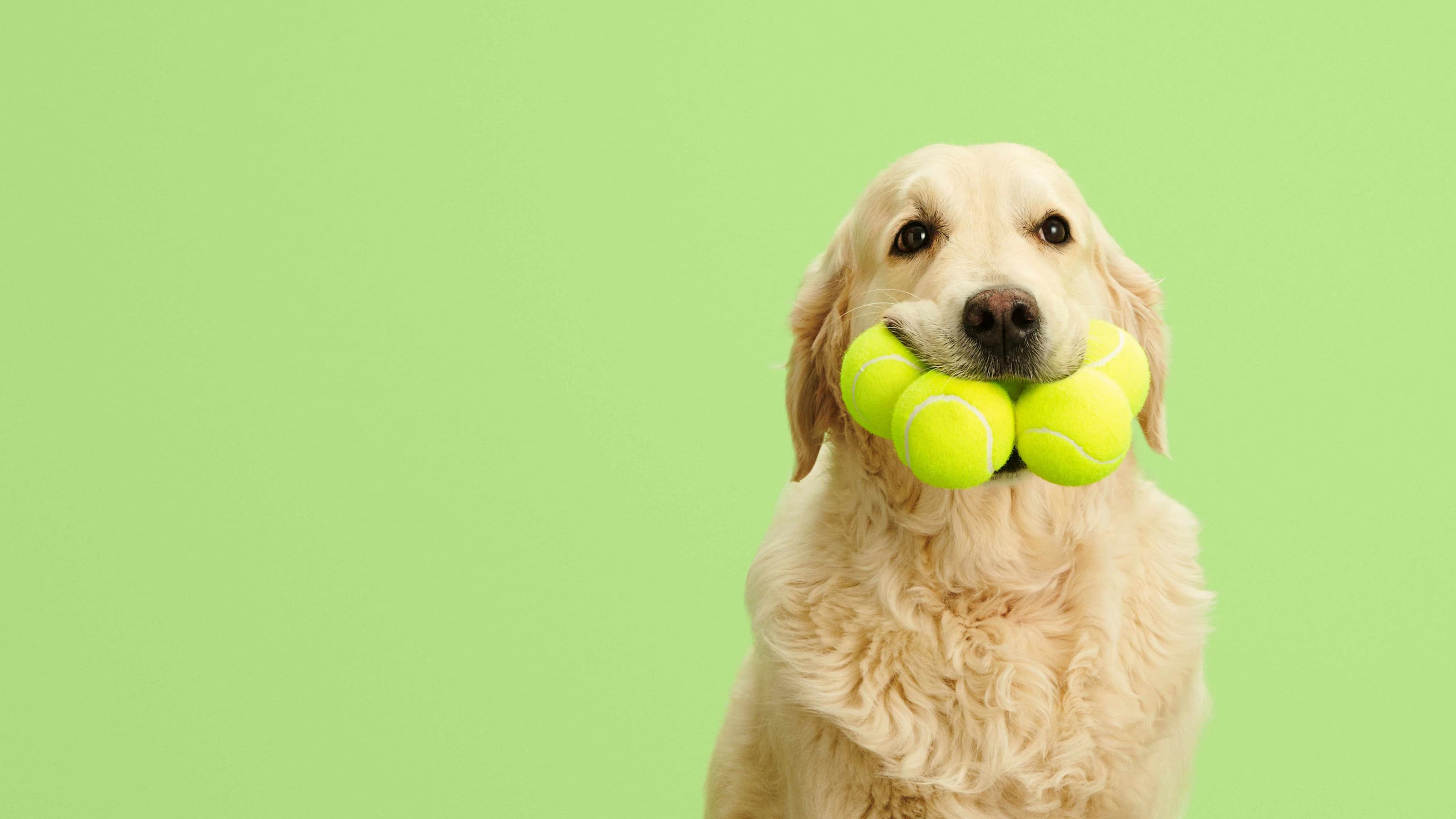 En hund med fyra tennisbollar i munnen.