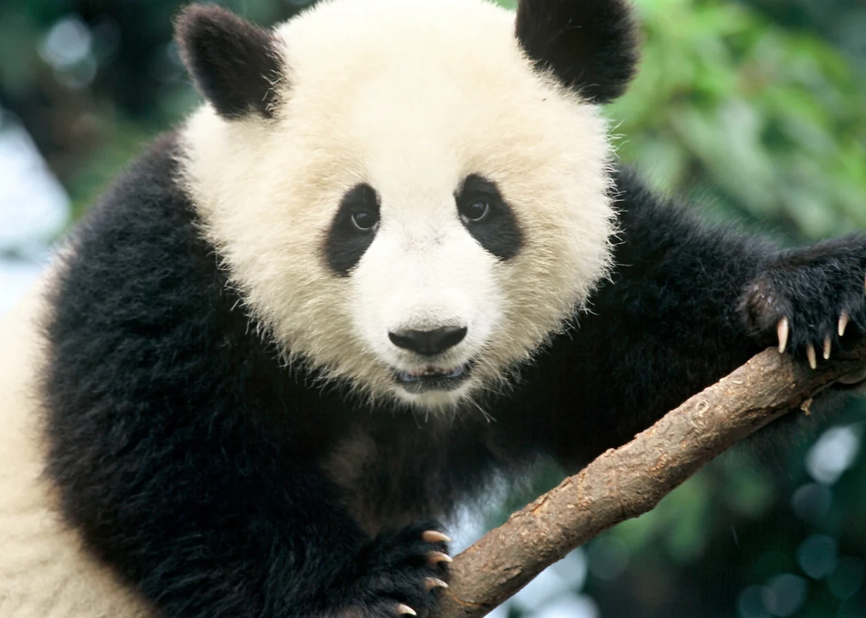 herobild WWF