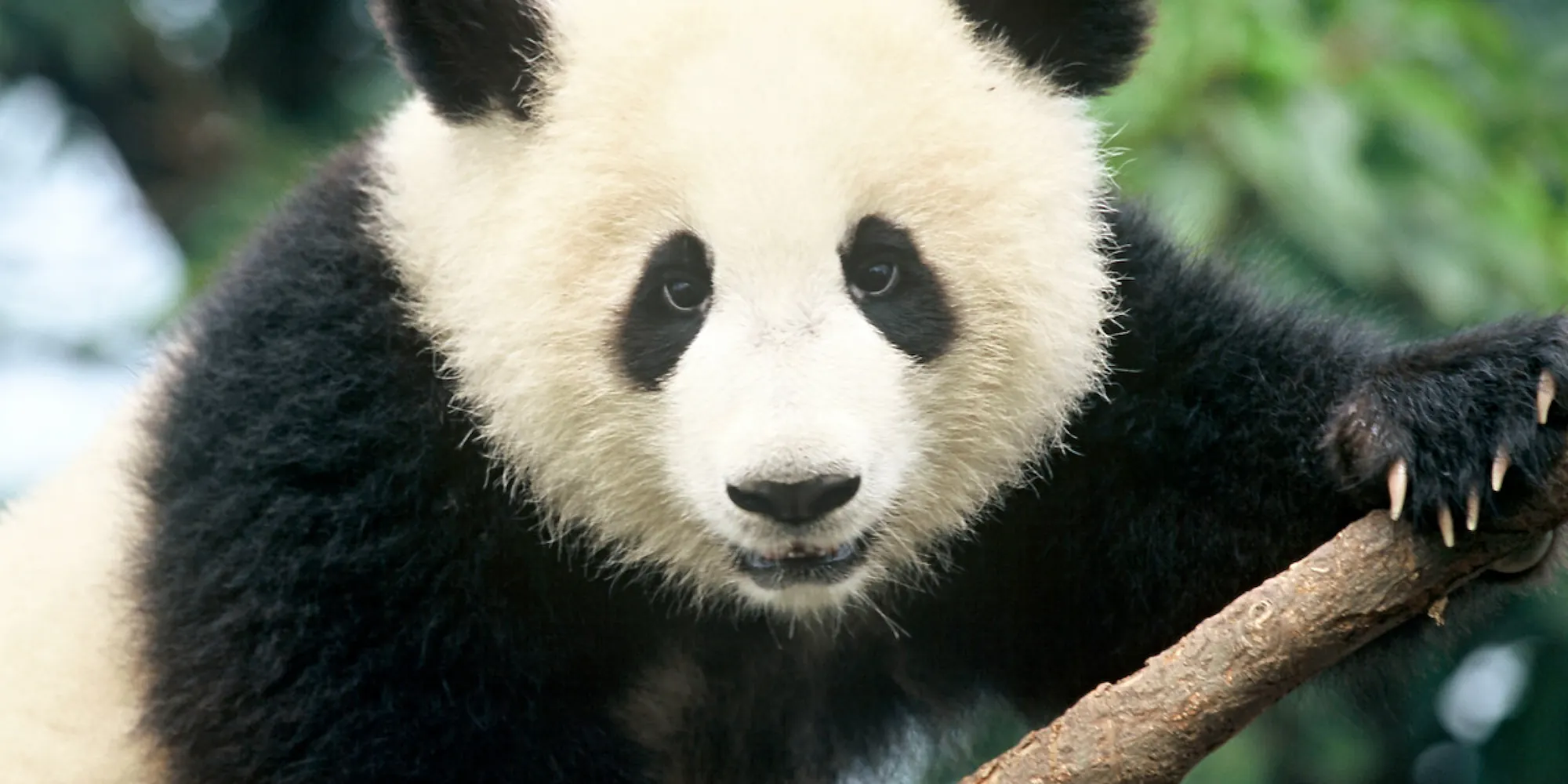 Casebild: panda