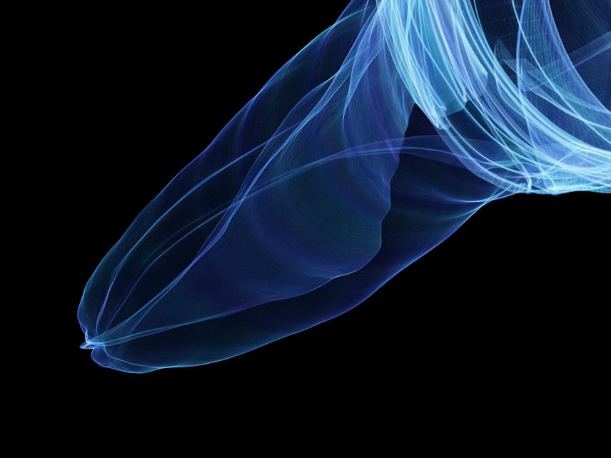 image generated with the mollusca generative program