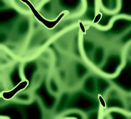 dna scan experimental program screenshot